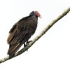 Kondor krocanovity - Cathartes aura - Turkey Vulture 8556